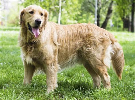 oversized big golden retriever